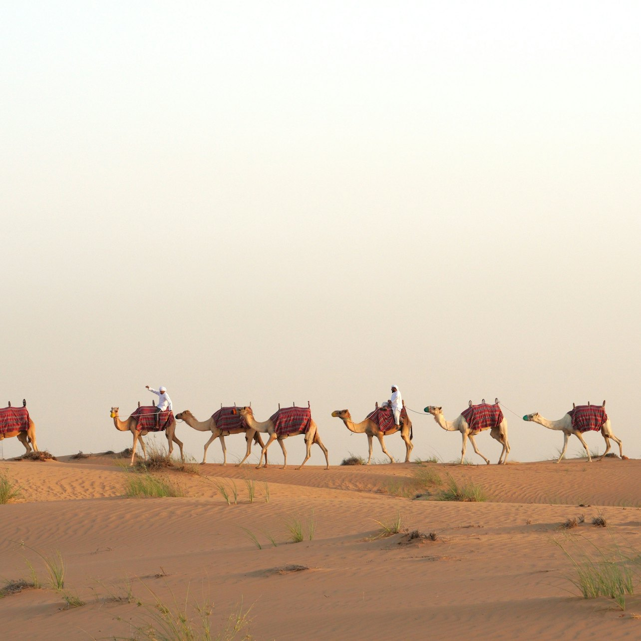Experience the magic of the Dubai Desert where gentle camel caravans traverse golden sand dunes and the stunning sunset enhances every memorable moment in this unique desert adventure.